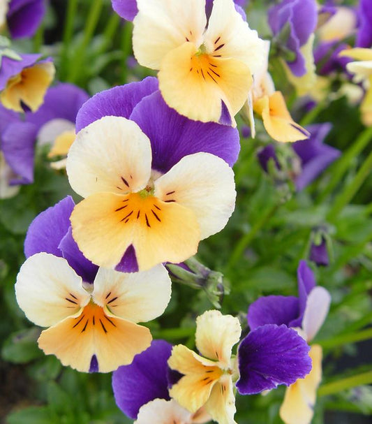 VIOLA `PENNY PEACH JUMP-UP`