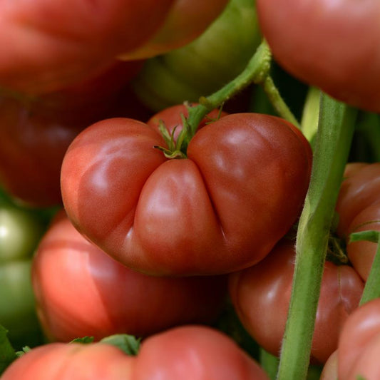 TOMATO HM `BIG BRANDY` (SLICER)