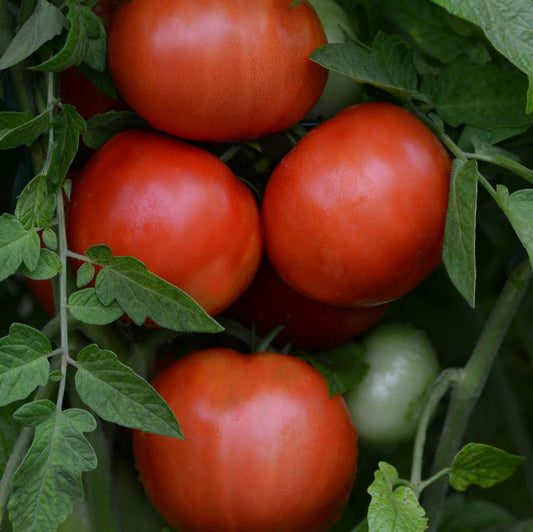 TOMATO HM `JERSEY BOY` (SLICER)