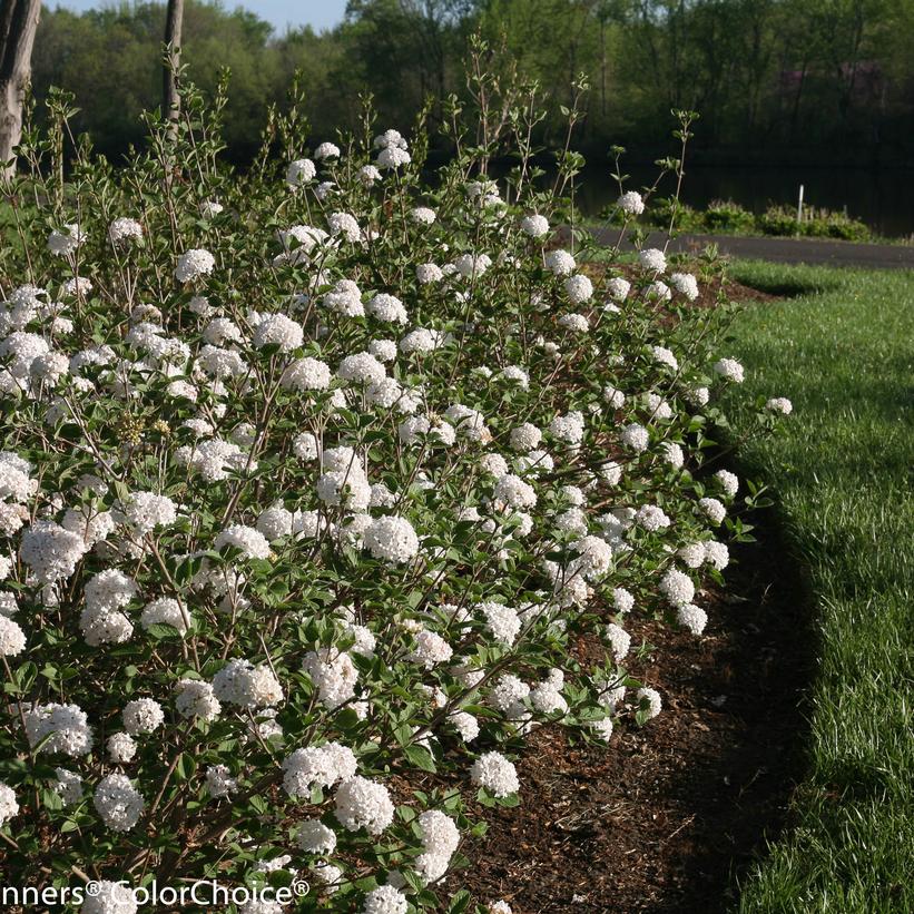 VIBURNUM CARLESII COM. `SPICE BABY`