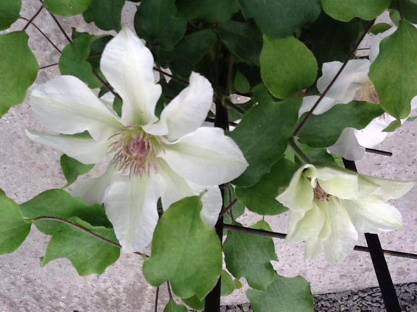 CLEMATIS `KITTY`-Clematis
