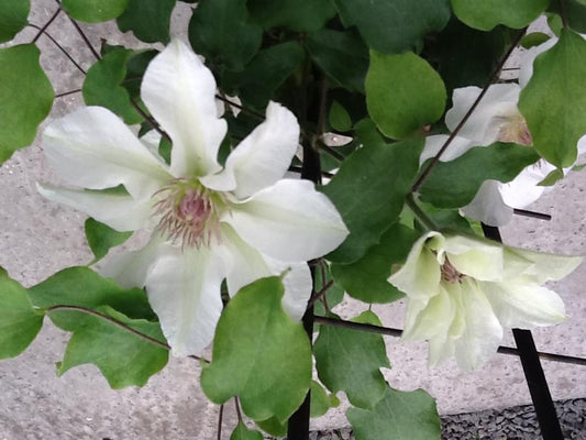 CLEMATIS `KITTY`-Clematis