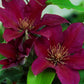 CLEMATIS `PICARDY` (MUST SLEEVE)