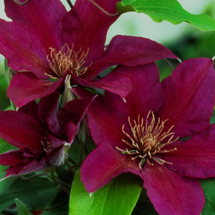 CLEMATIS `PICARDY` (MUST SLEEVE)