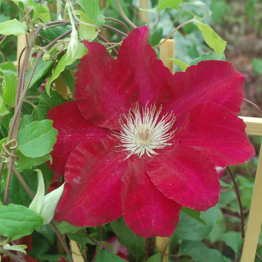 CLEMATIS `REBECCA`