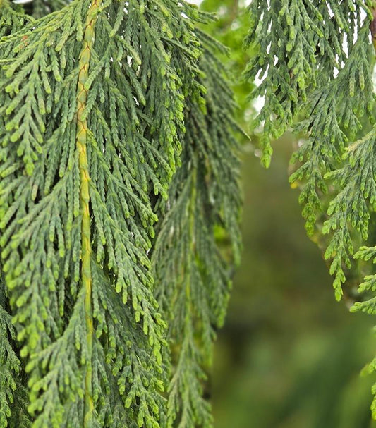 CHAMAECYPARIS noot. Pendula-Nootka cypress