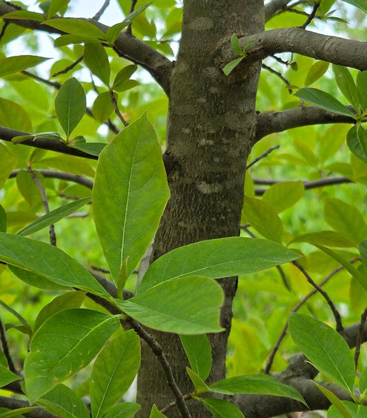 NYSSA sylvatica-Black gum