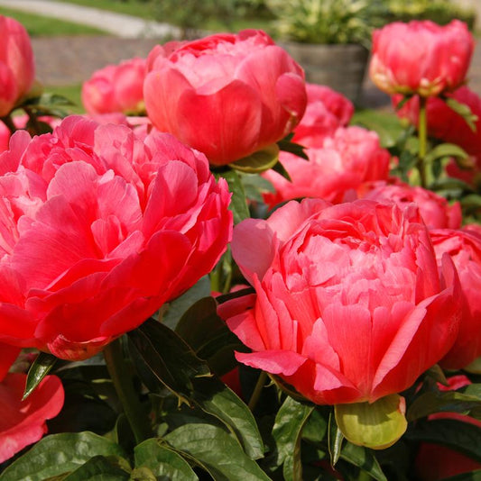 PAEONIA LACTIFLORA `CORAL SUNSET`
