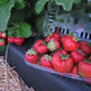 STRAWBERRY `JEWEL`