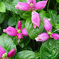 CHELONE LYONII `HOT LIPS`