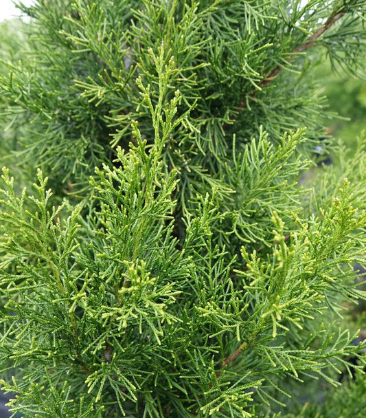 JUNIPERUS VIRGINIANA `BRODIE`