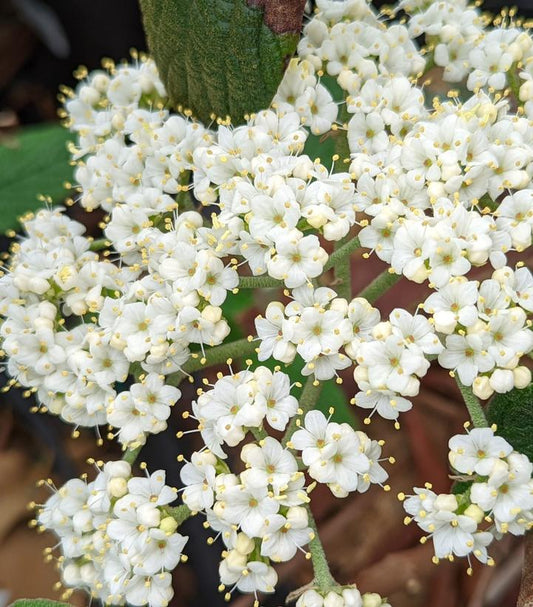VIBURNUM RHYTIDOPHYLLUM `ALLEGHANY`