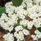 VIBURNUM RHYTIDOPHYLLUM `ALLEGHANY`