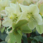 HELLEBORUS `CHAMPION`