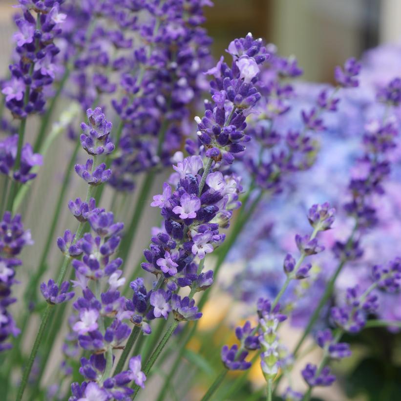 LAVANDULA ANGUSTIFOLIA `BIG TIME BLUE`