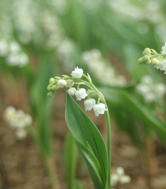 CONVALLARIA MAJALIS - 3`` POT