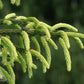 PICEA orient. Early Gold 6-7'-Oriental spruce