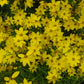 COREOPSIS VERTICILLATA