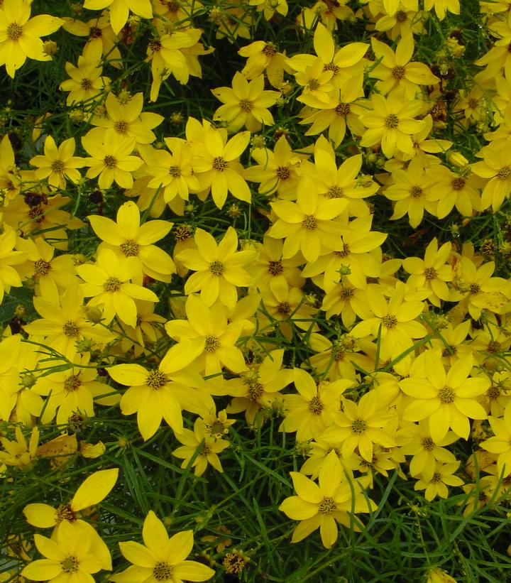 COREOPSIS VERTICILLATA