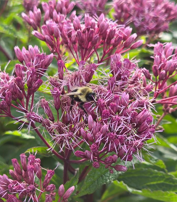 Eupatorium Baby Joe  Eco Seed 3.42L (Copy)