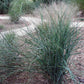 PANICUM VIRGATUM `PRAIRIE SKY`