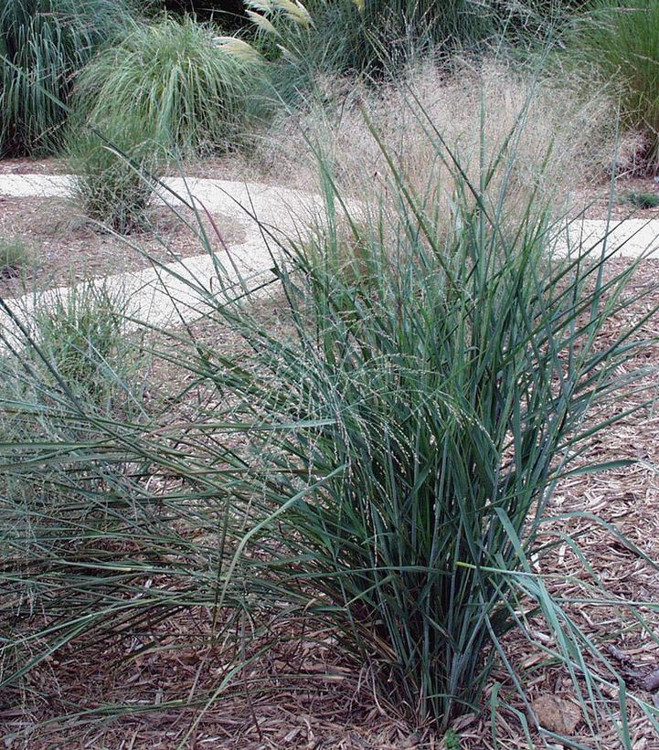 PANICUM VIRGATUM `PRAIRIE SKY`