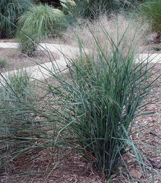 PANICUM VIRGATUM `PRAIRIE SKY`