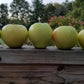 MALUS `GINGER GOLD` (APPLE)