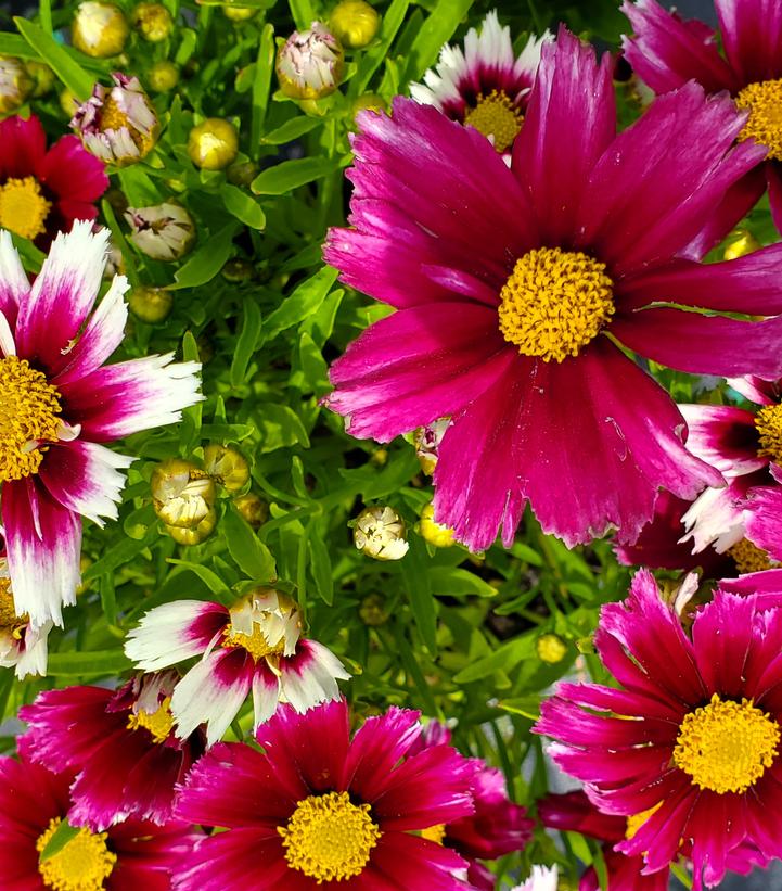 COREOPSIS LI`L BANG `STARSTRUCK`