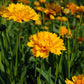 COREOPSIS GRAND. `EARLY SUNRISE`