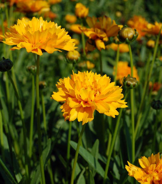 COREOPSIS GRAND. `EARLY SUNRISE`