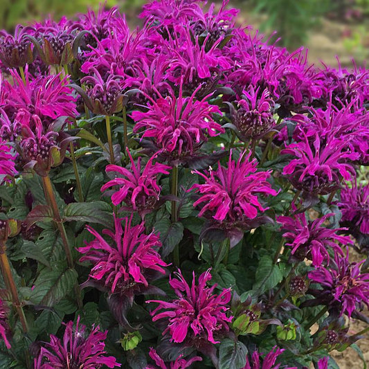MONARDA SB `ROCKIN' RASPBERRY`