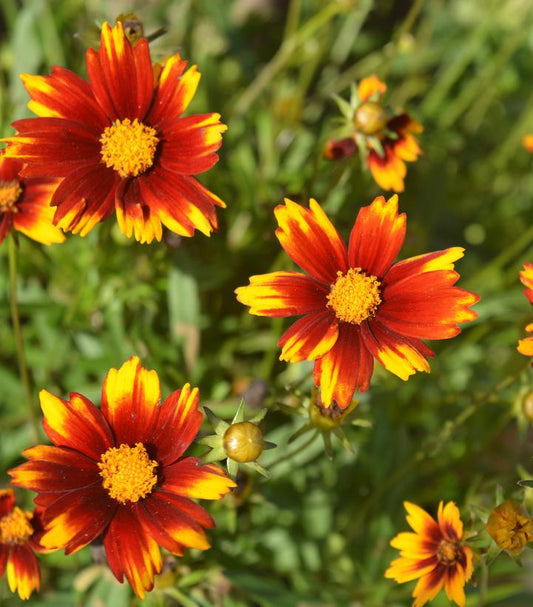 COREOPSIS `SUN SPLASH`