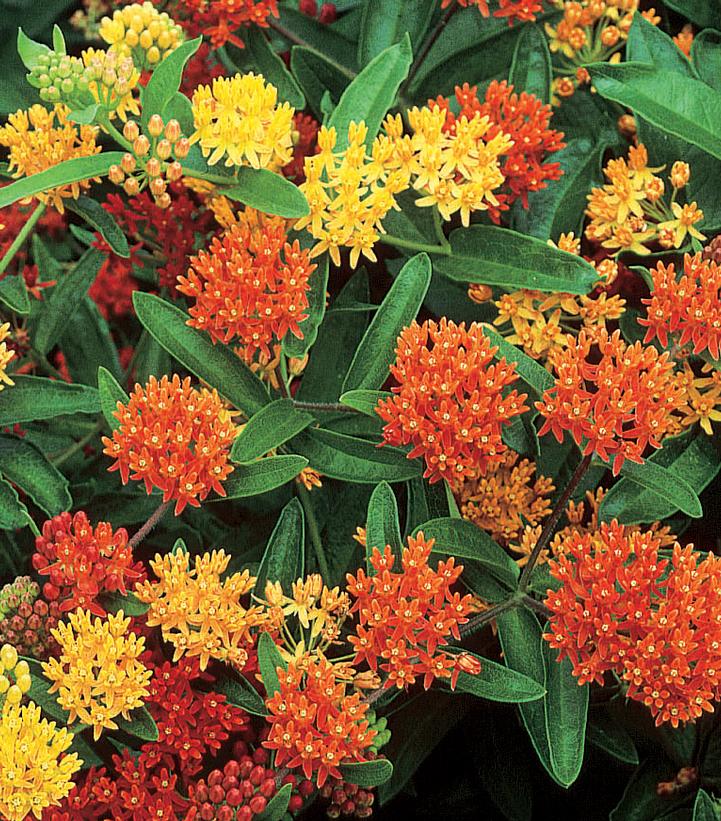 ASCLEPIAS TUBEROSA `GAY BUTTERFLIES