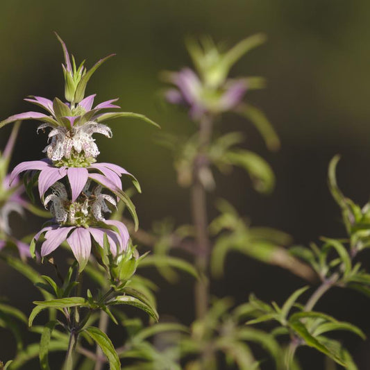 MONARDA PUNCTATA