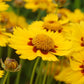 COREOPSIS `TEQUILA SUNRISE`