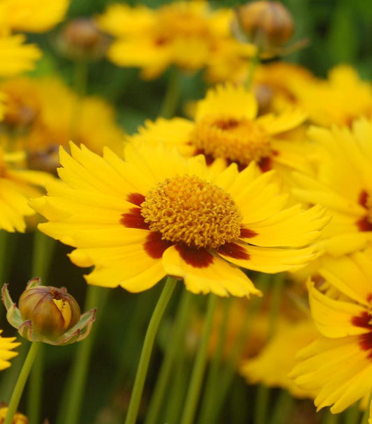 COREOPSIS `TEQUILA SUNRISE`