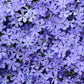 PHLOX X `VIOLET PINWHEELS`