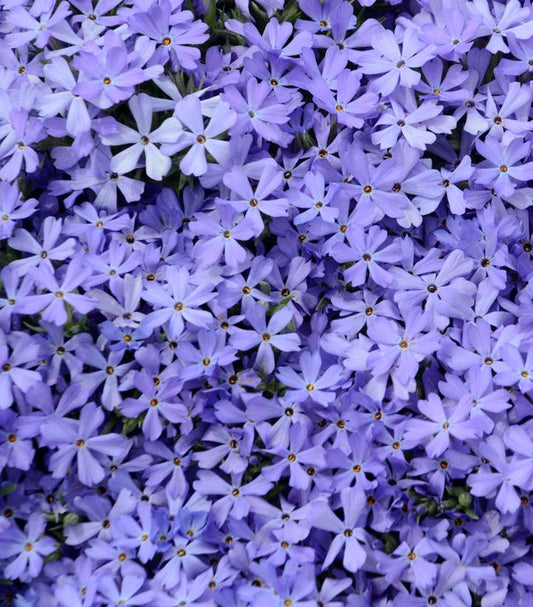 PHLOX X `VIOLET PINWHEELS`