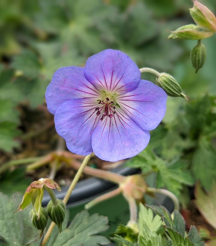 GERANIUM `AZURE RUSH`