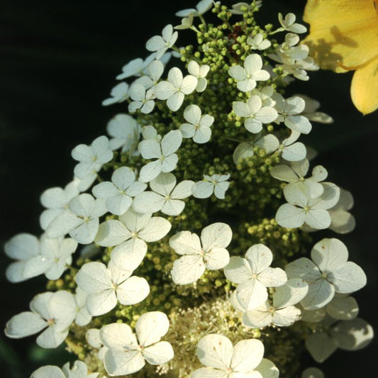 HYDRANGEA QUE. `PEE WEE`