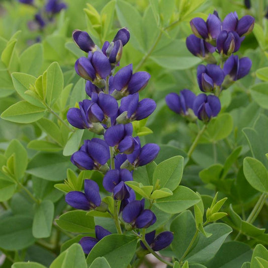 BAPTISIA DECADENCE `SPARKLING SAPPHIRES`