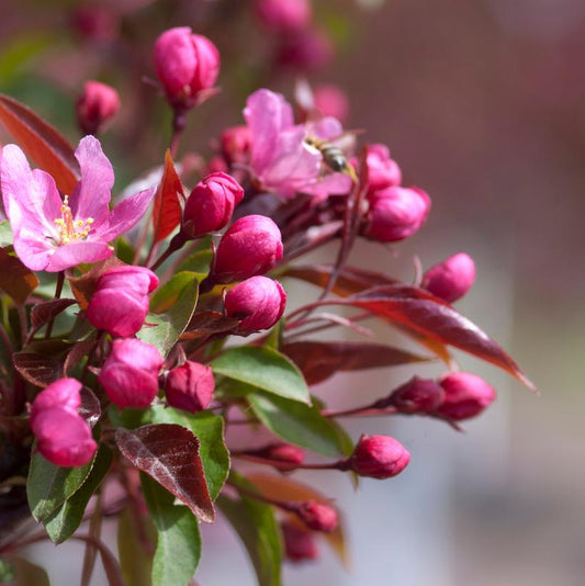 MALUS `RED SPLENDOR`