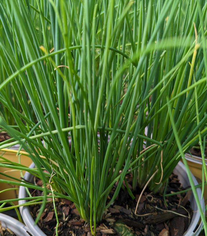 ALLIUM SCHOENOPRASUM `STARO` CHIVES