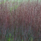 SCHIZACHYRIUM S. PRAIRIE WINDS `BLUE PARADISE`