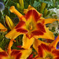 HEMEROCALLIS RAINBOW RHYTHM `TIGER SWIRL`