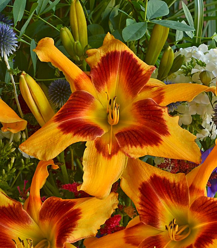 HEMEROCALLIS RAINBOW RHYTHM `TIGER SWIRL`