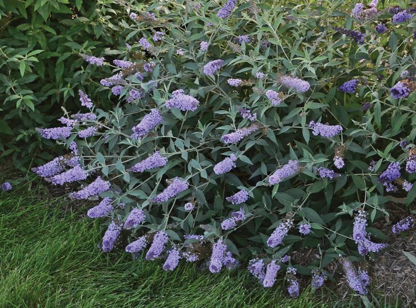 BUDDLEIA MONARCH `GLASS SLIPPERS`