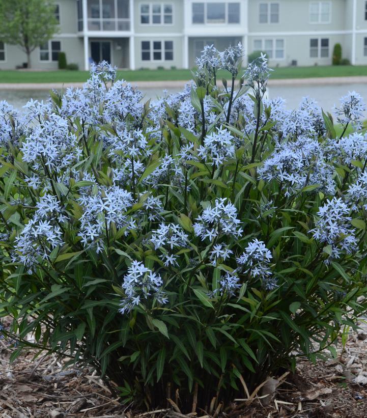 AMSONIA TABERNAEMONTANA `STORM CLOUD`