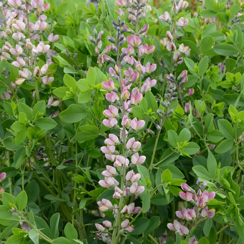 BAPTISIA DECADENCE `PINK TRUFFLES`